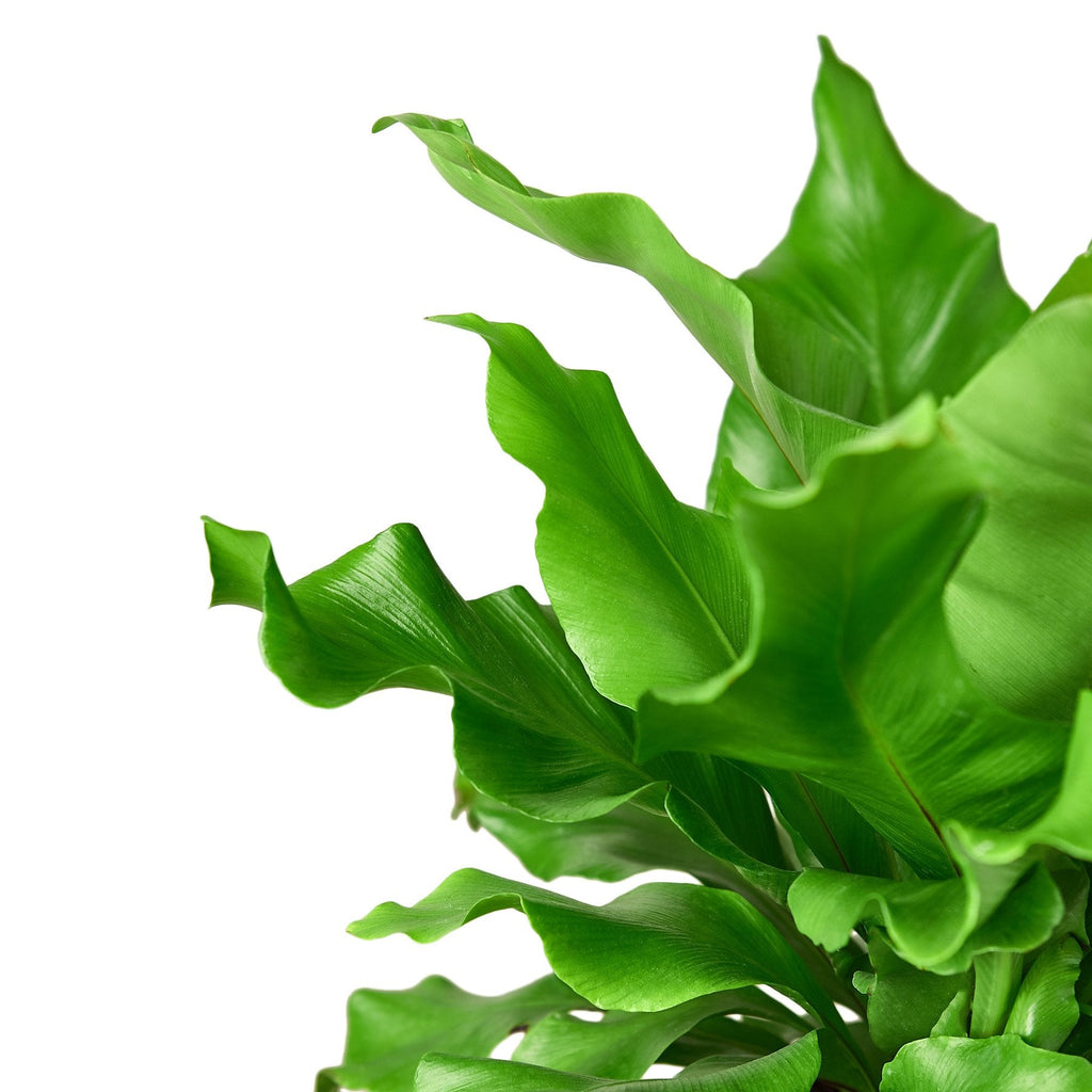 Bird's Nest 'Nidus' Fern – view 2