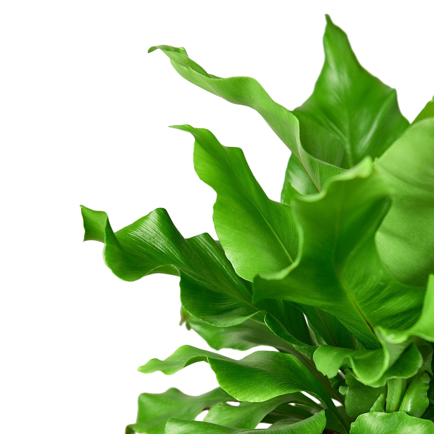 Bird's Nest 'Nidus' Fern – view 2