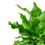 Bird's Nest 'Nidus' Fern – view 2