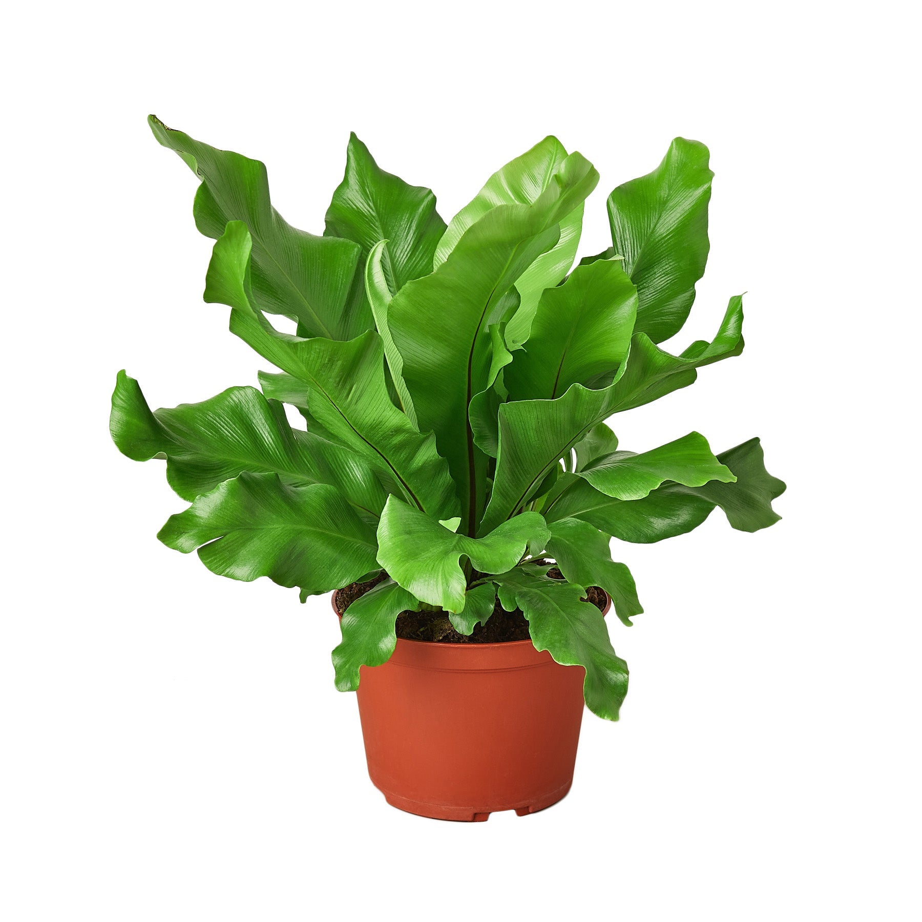Bird's Nest 'Nidus' Fern - 6" Pot - NURSERY POT ONLY by House Plant Dropship