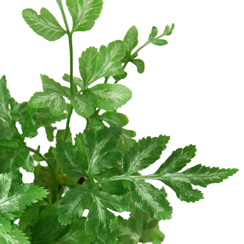Fern 'Silver Lace' – view 2