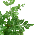 Fern 'Silver Lace' – view 2