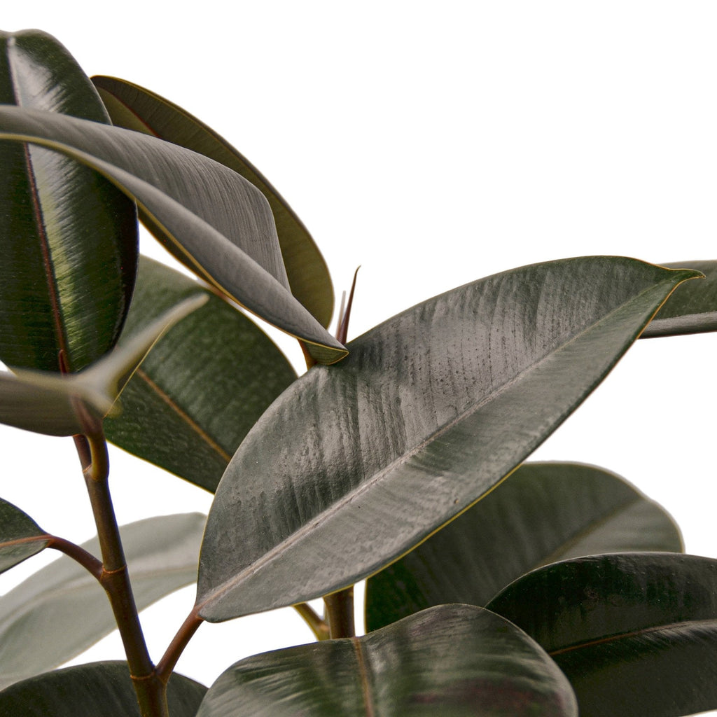 Ficus Elastica 'Burgundy' – view 5