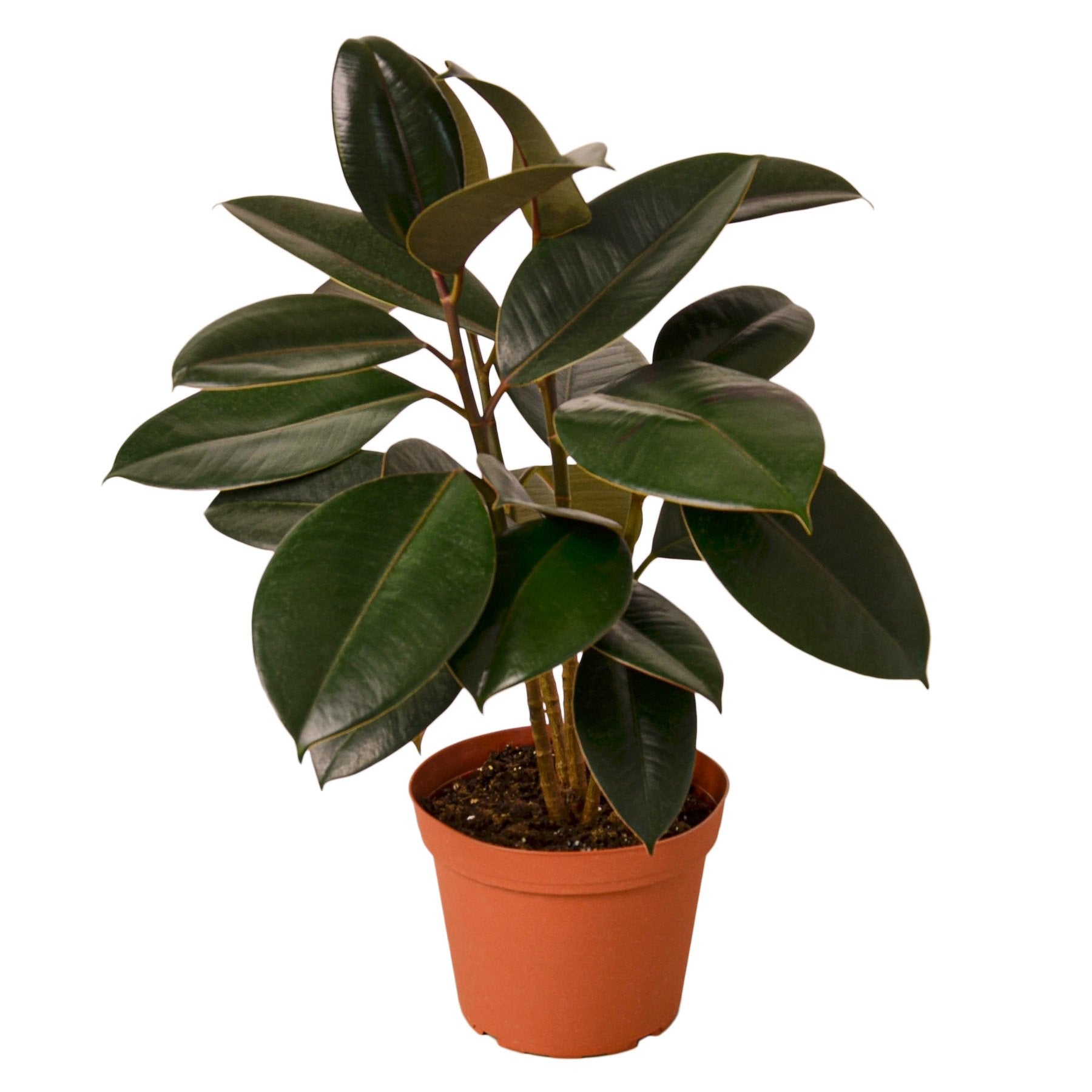 Ficus Elastica 'Burgundy' – view 4