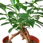 Ficus 'Ginseng' – view 3
