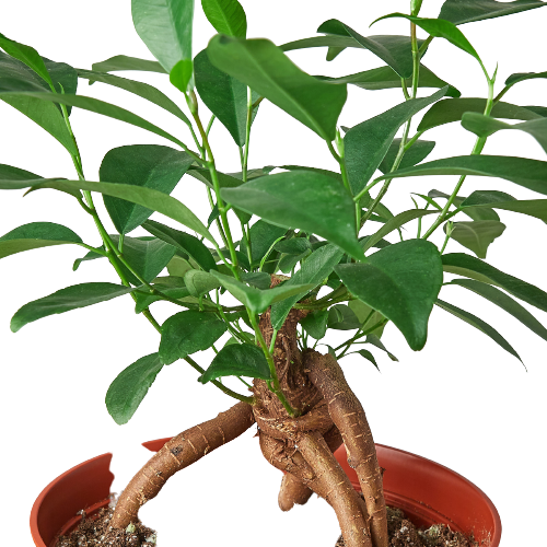Ficus 'Ginseng' – view 3