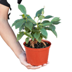 Ficus 'Ginseng' – view 2