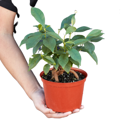 Ficus 'Ginseng' – view 2