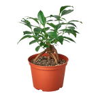 Ficus 'Ginseng' – view 4