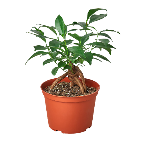 Ficus 'Ginseng' – view 4