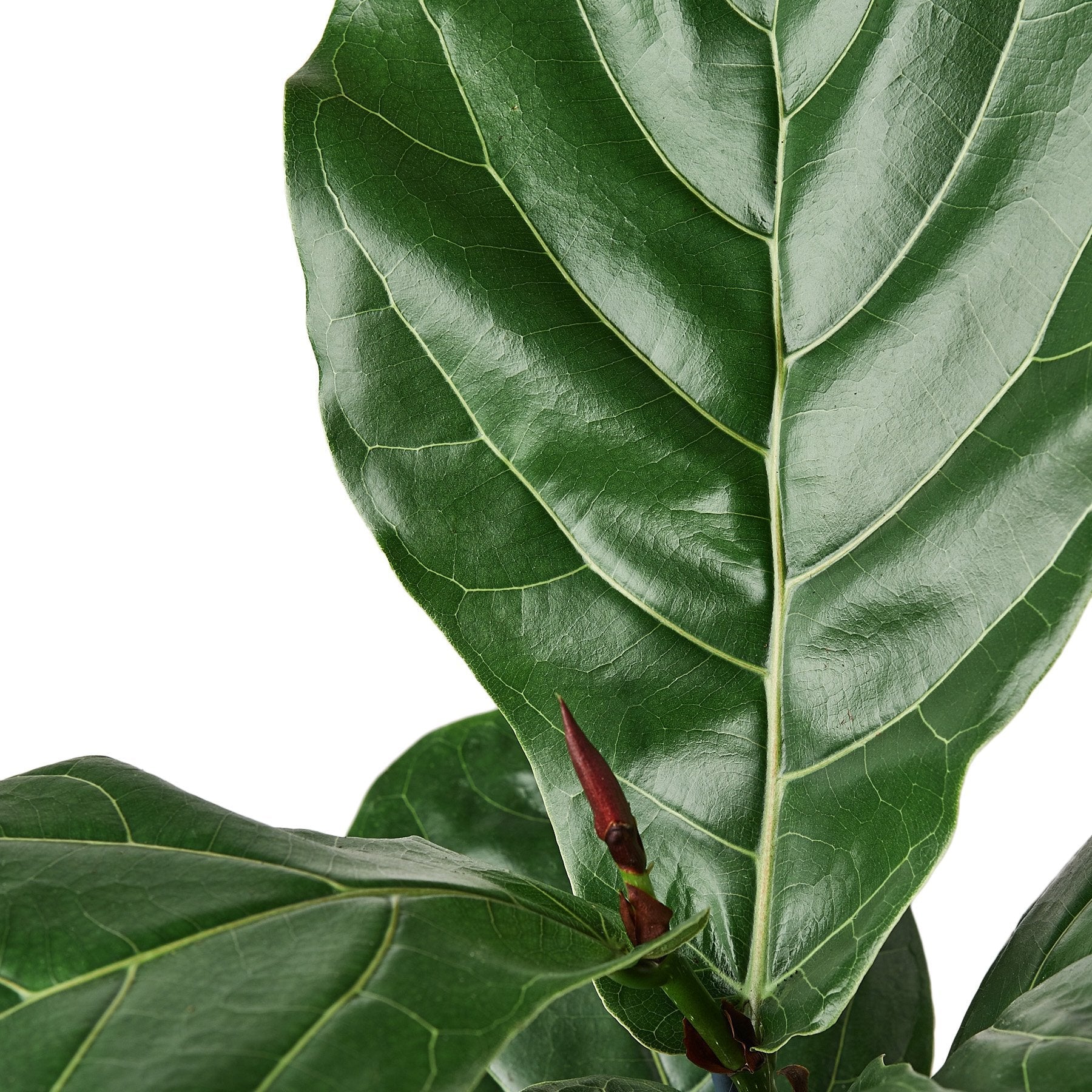 Ficus Lyrata 'Fiddle Leaf Fig' – view 2