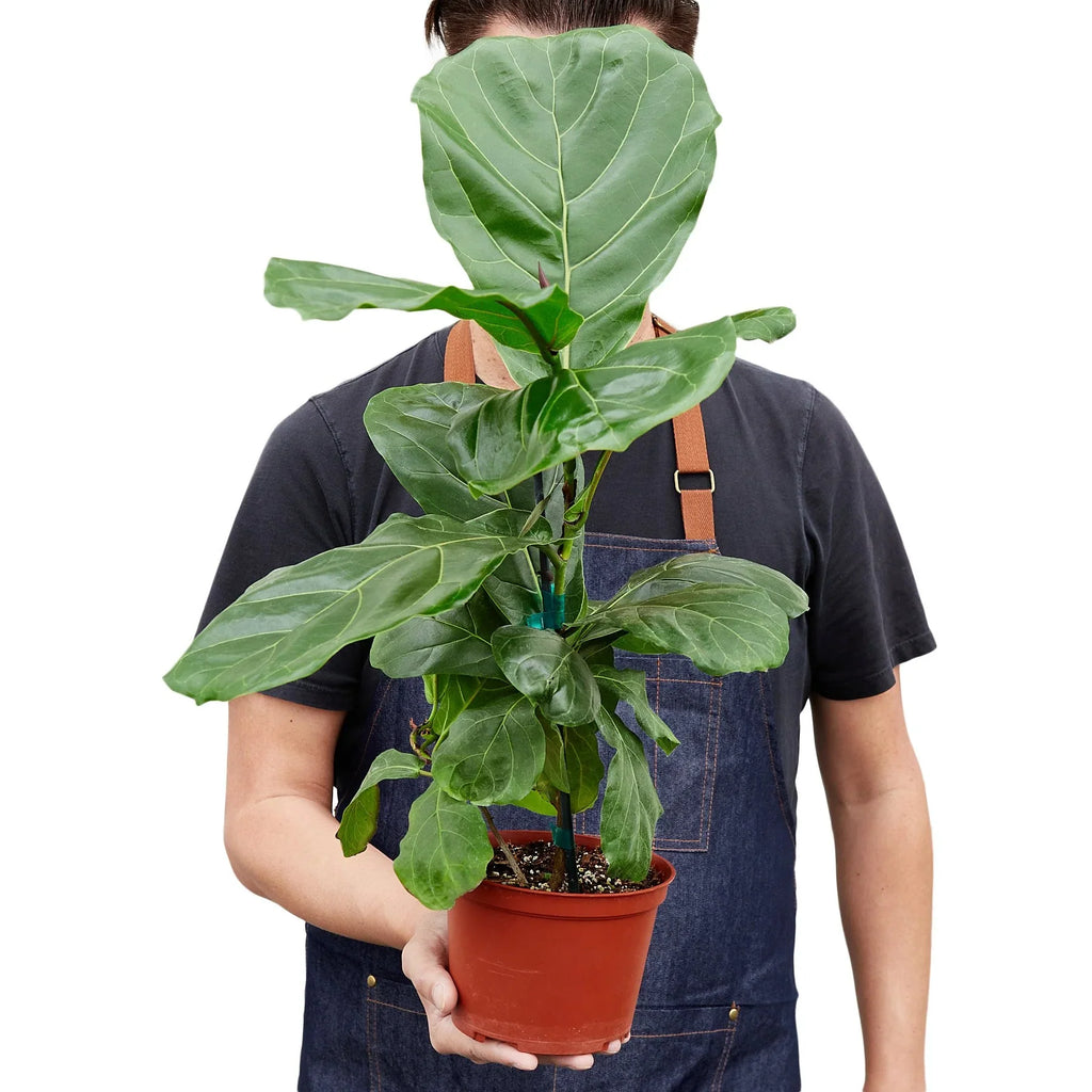 Ficus Lyrata 'Fiddle Leaf Fig' – view 3
