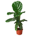 Ficus Lyrata 'Fiddle Leaf Fig' Live Plant – 6" Nursery Pot