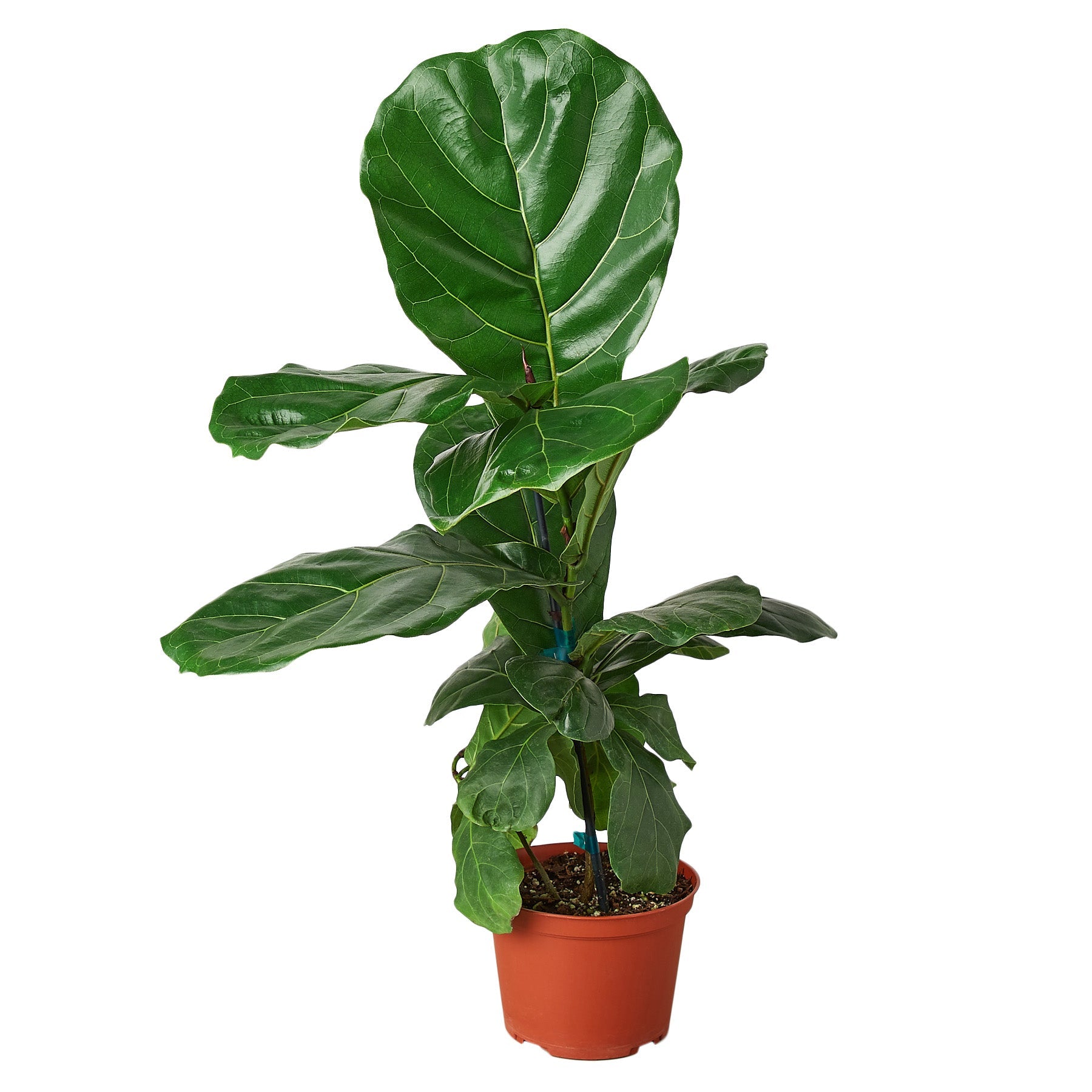 Ficus Lyrata 'Fiddle Leaf Fig' Live Plant – 6" Nursery Pot