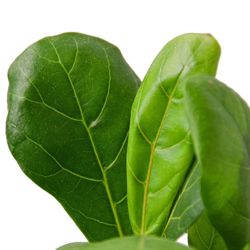 Ficus Lyrata 'Fiddle Leaf Fig' – view 5