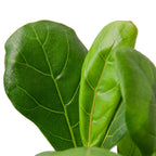 Ficus Lyrata 'Fiddle Leaf Fig' – view 5