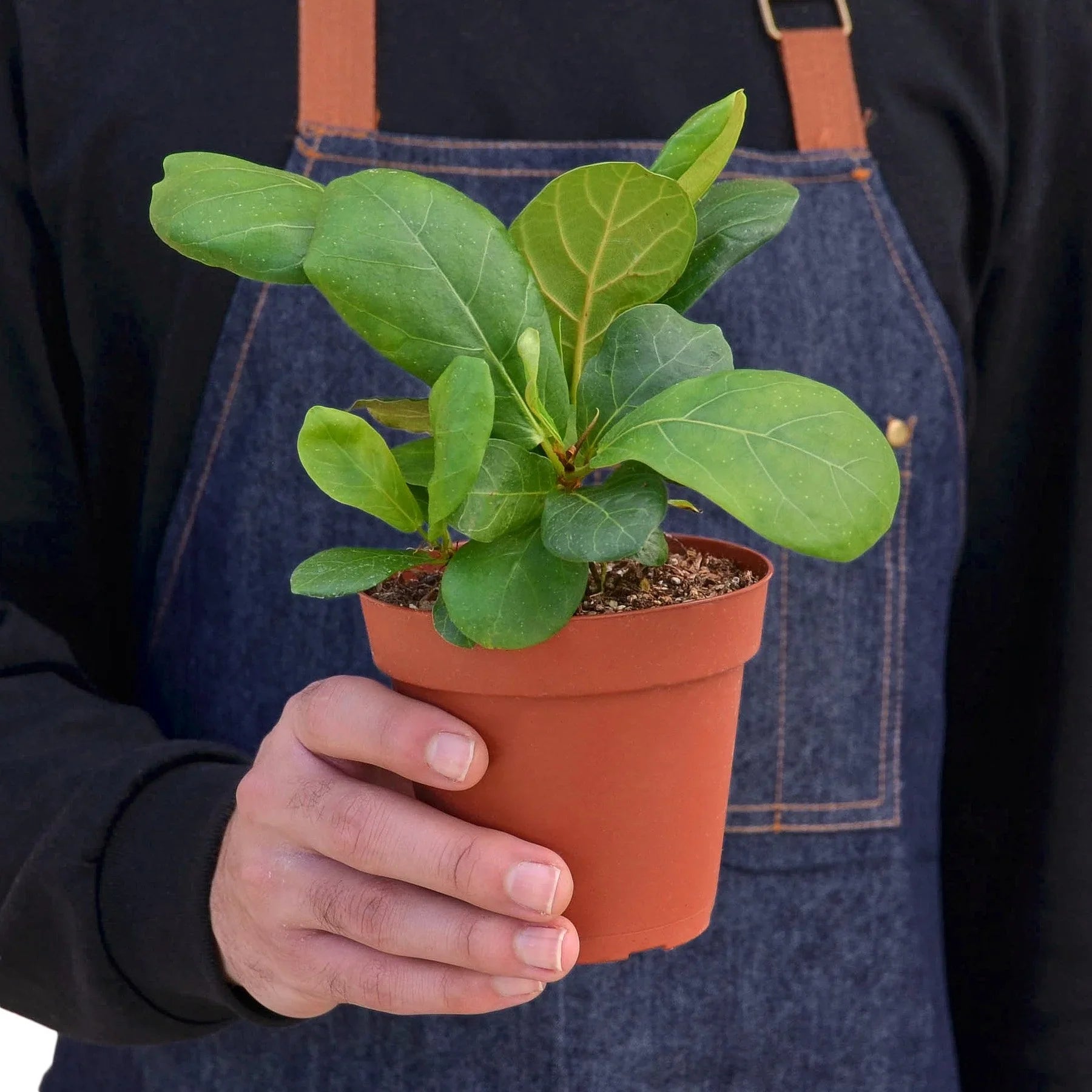 Ficus Lyrata 'Fiddle Leaf Fig' – view 6