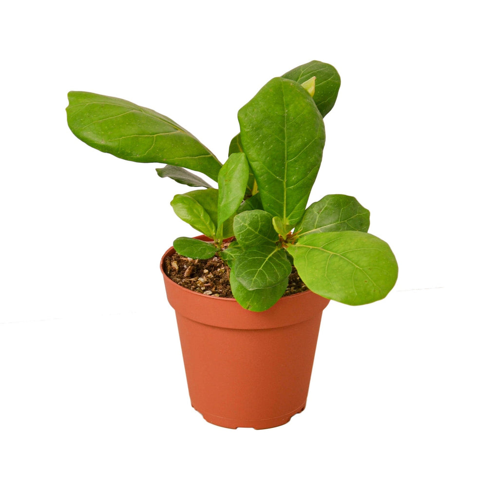 Ficus Lyrata 'Fiddle Leaf Fig' – view 4