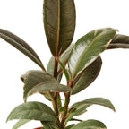Ficus Elastica 'Tineke' – view 2