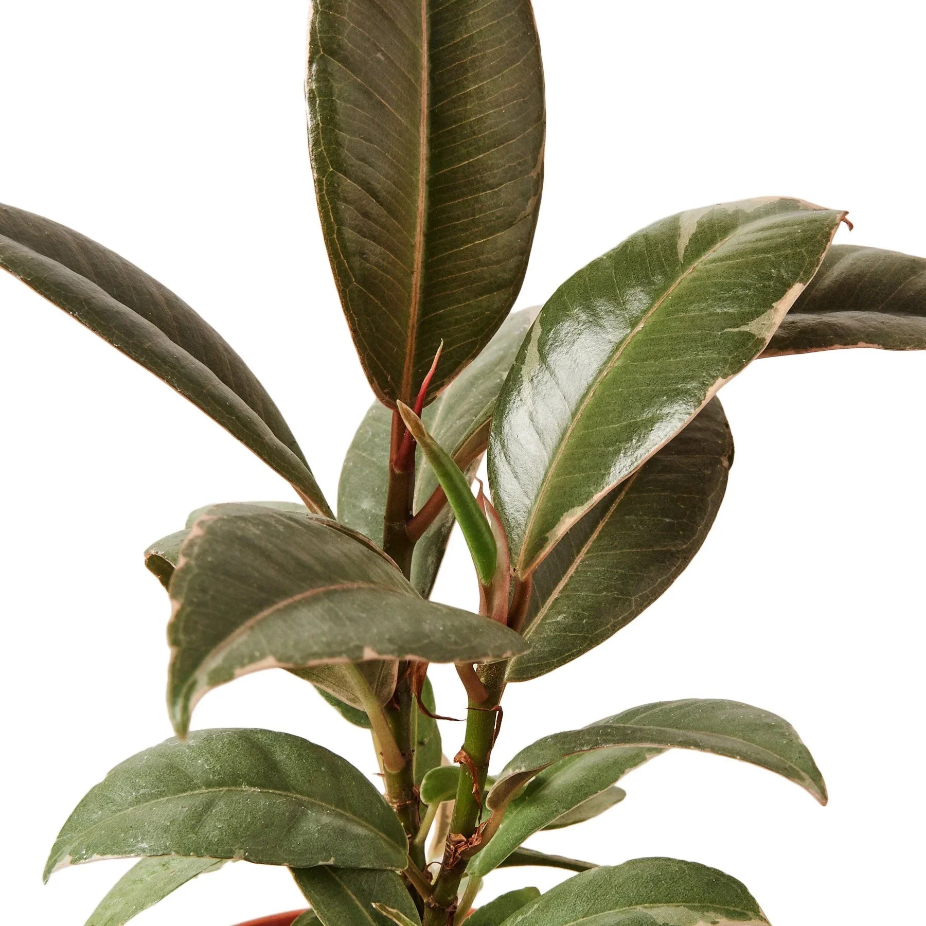 Ficus Elastica 'Tineke' – view 2