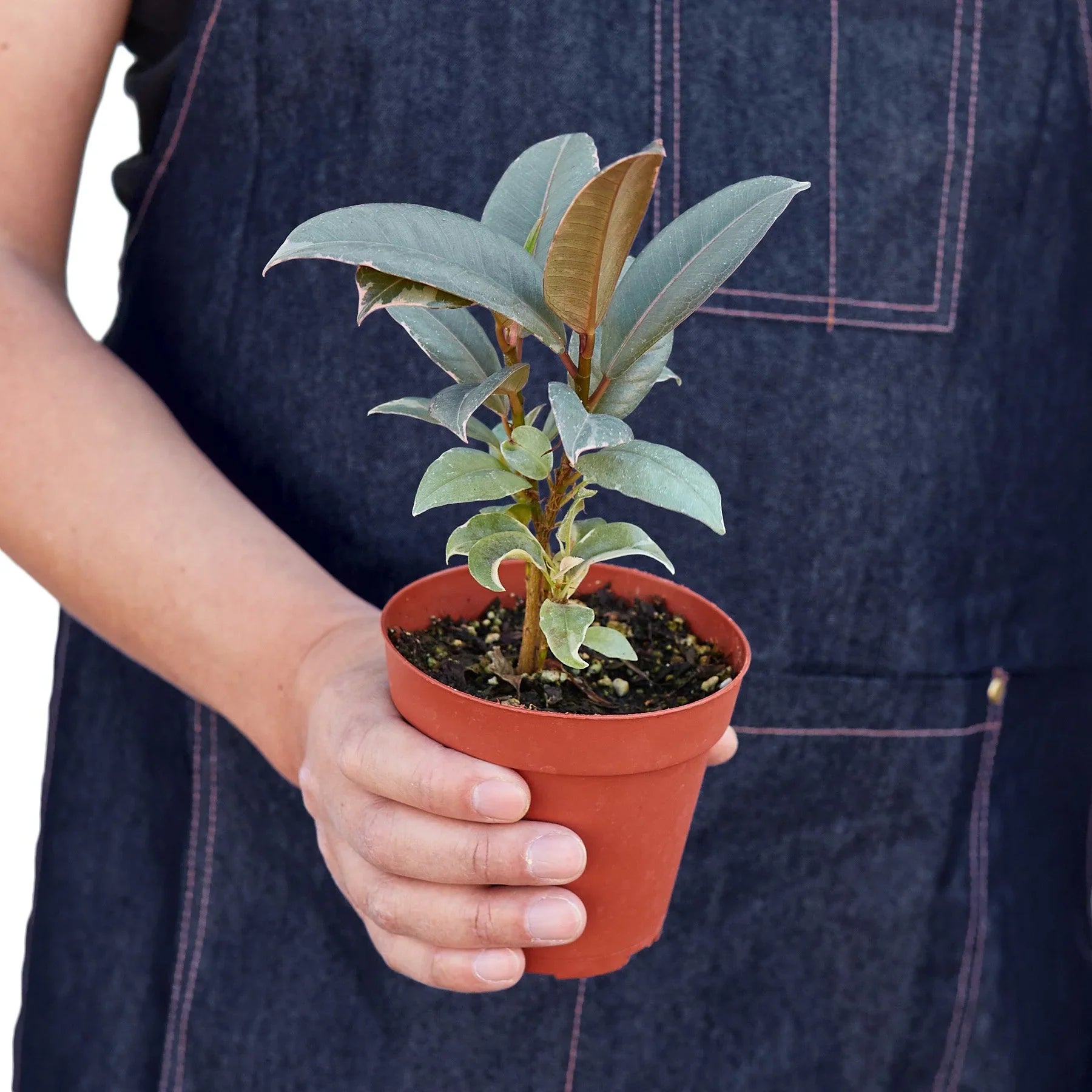 Ficus Elastica 'Tineke' – view 3