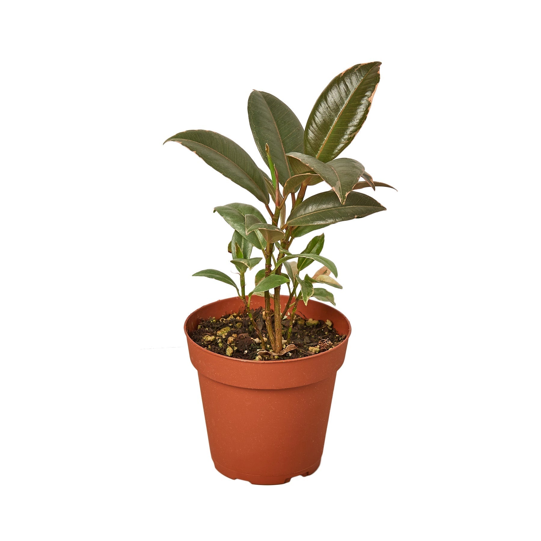Ficus Elastica 'Tineke' – view 2