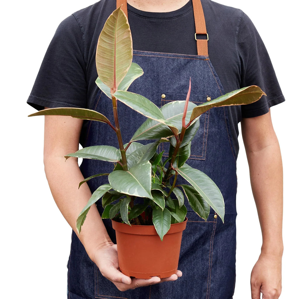 Ficus Elastica 'Tineke' – view 5