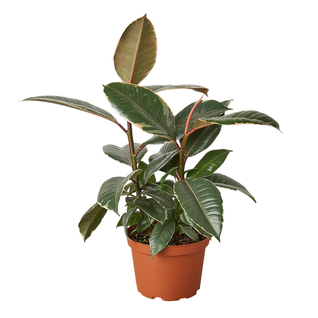 Ficus Elastica 'Tineke' Live Plant – 6" Nursery Pot