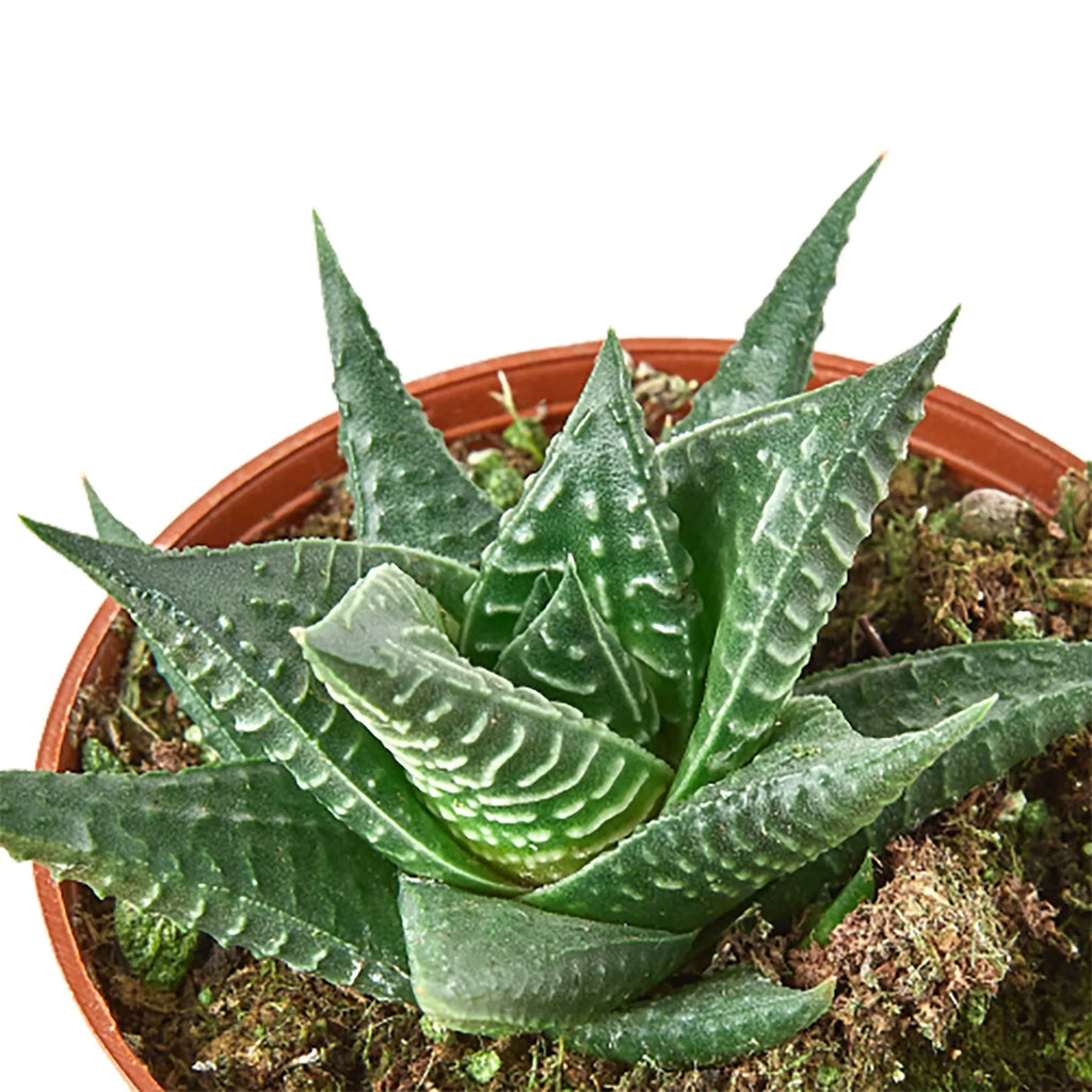 Fairy Washboard Haworthia – view 5