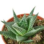 Fairy Washboard Haworthia – view 5
