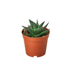 Fairy Washboard Haworthia – view 4