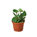 Hoya Carnosa 'Chelsea' Live Plant – 4" Nursery Pot