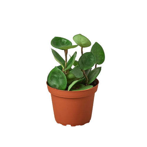 Hoya Carnosa 'Chelsea' Live Plant – 4" Nursery Pot