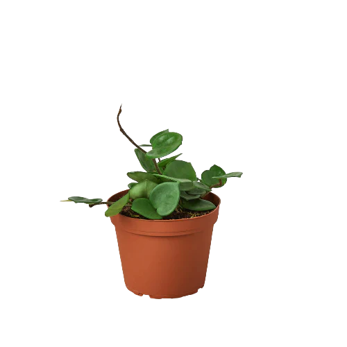 Hoya Carnosa 'Chelsea' – view 2