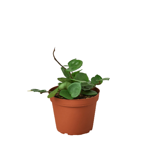 Hoya Carnosa 'Chelsea' Live Plant – 6" Nursery Pot