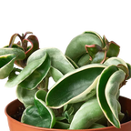 Hoya 'Rope Plant' Variegated – view 2