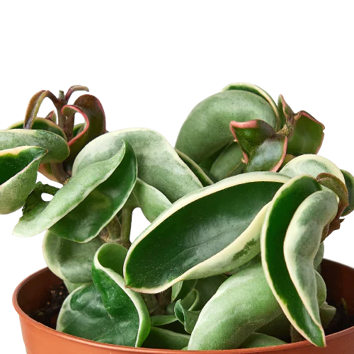 Hoya 'Rope Plant' Variegated – view 2