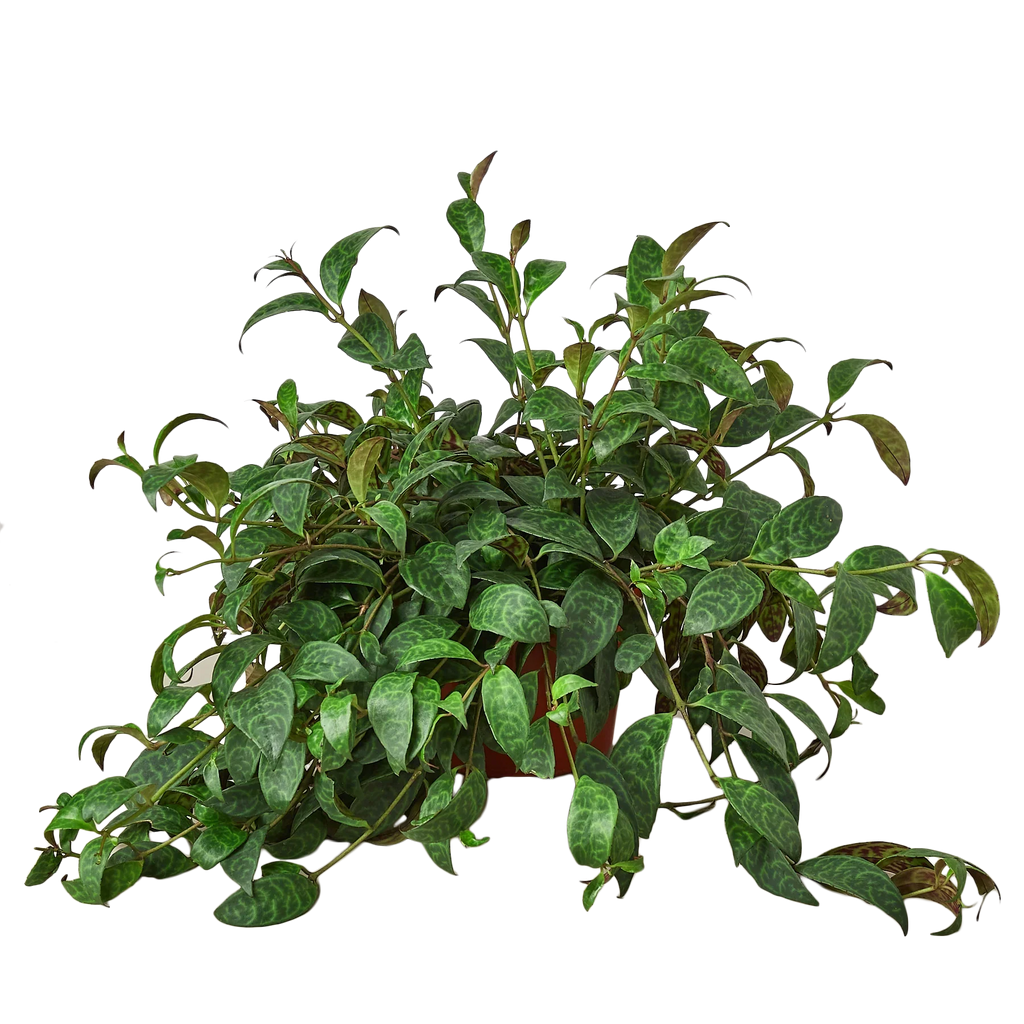 Lipstick Plant – view 4