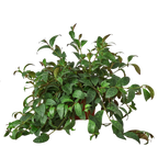 Lipstick Plant – view 4