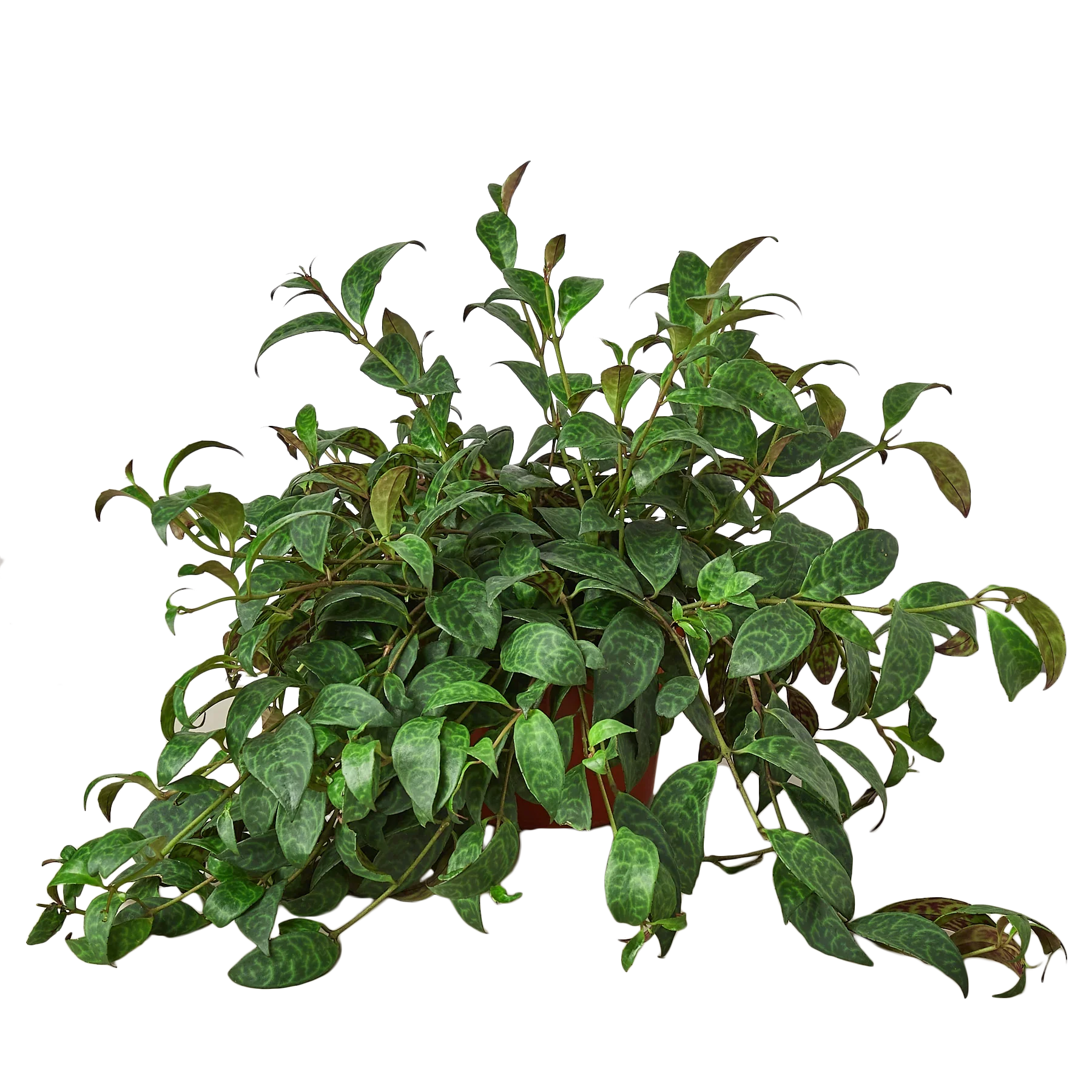 Lipstick Plant – view 4