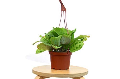 Maranta 'Leuconeura' – view 4