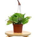 Maranta 'Leuconeura' Live Plant – 6" Nursery Pot