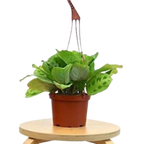 Maranta 'Leuconeura' Live Plant – 6" Nursery Pot