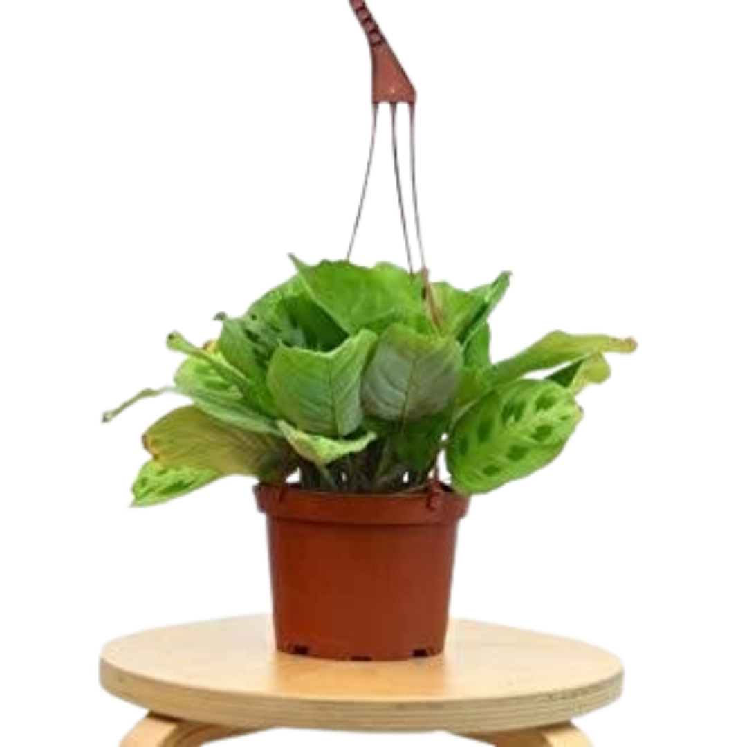 Maranta 'Leuconeura' Live Plant – 6" Nursery Pot
