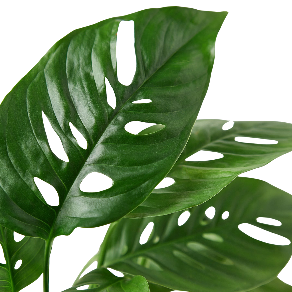 Monstera Adansonii 'Swiss Cheese' – view 2