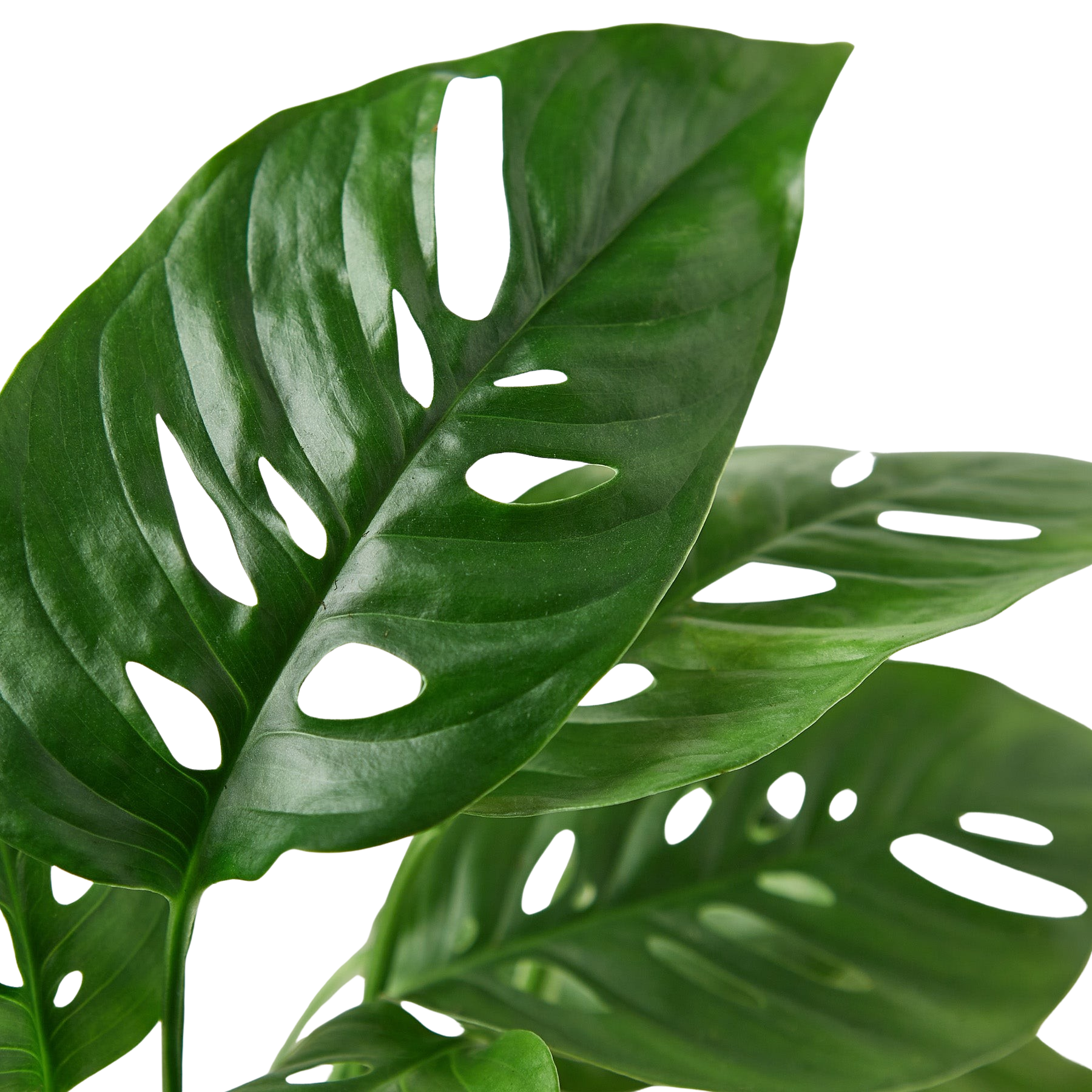 Monstera Adansonii 'Swiss Cheese' – view 2