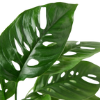 Monstera Adansonii 'Swiss Cheese' – view 2