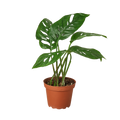 Monstera Adansonii 'Swiss Cheese' Live Plant – 4" Nursery Pot