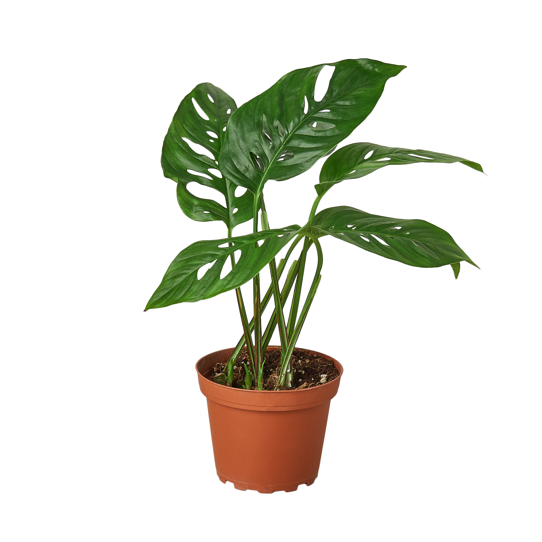 Monstera Adansonii 'Swiss Cheese' Live Plant – 6" Nursery Pot