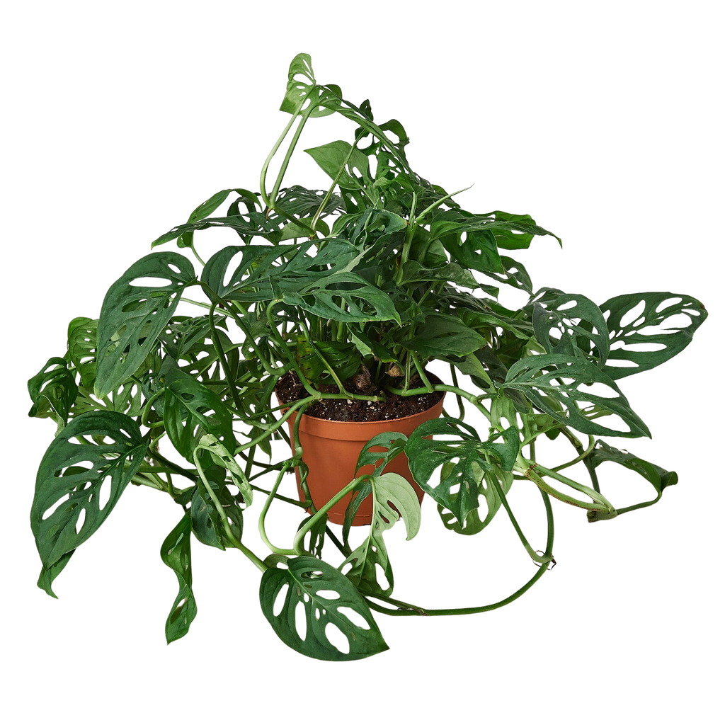 Monstera Adansonii 'Swiss Cheese' – view 4